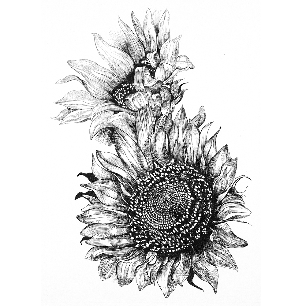 Limited edition art - Sunflower series 2 - Matlock Island